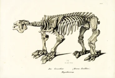 Preguiça Terrestre Gigante, 1824